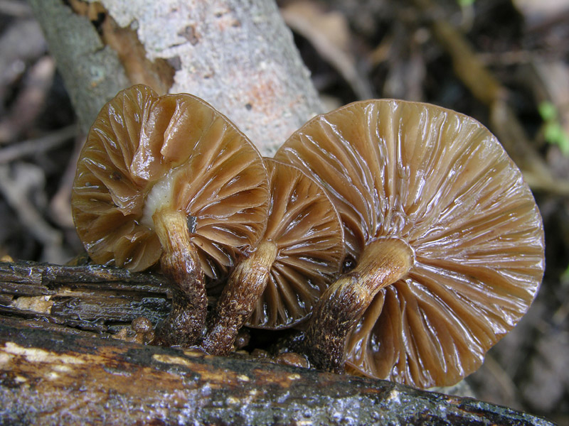 Eccoli i funghi.......